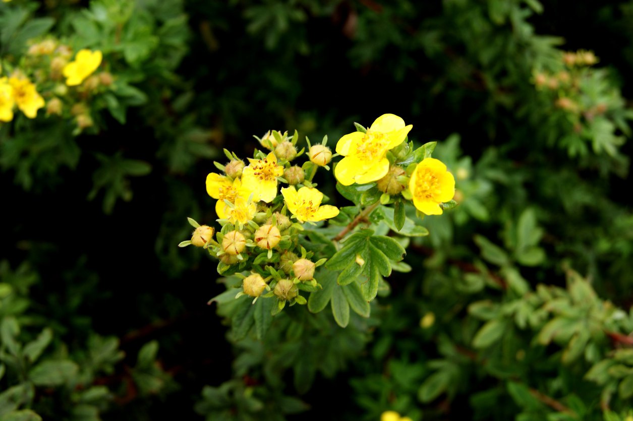 Pięciornik GOLD STAR - 3