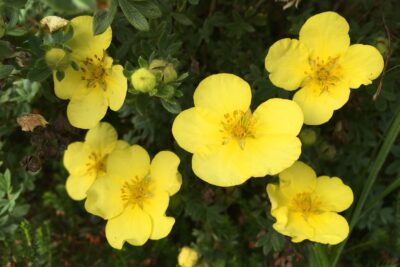 Pięciornik GOLD STAR