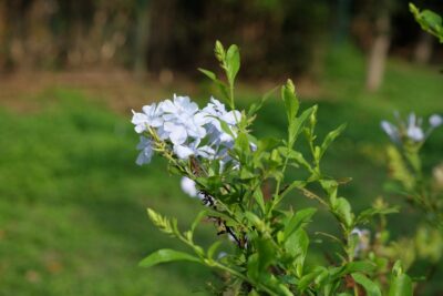 PRZETACZNIK rozesłany ALBA