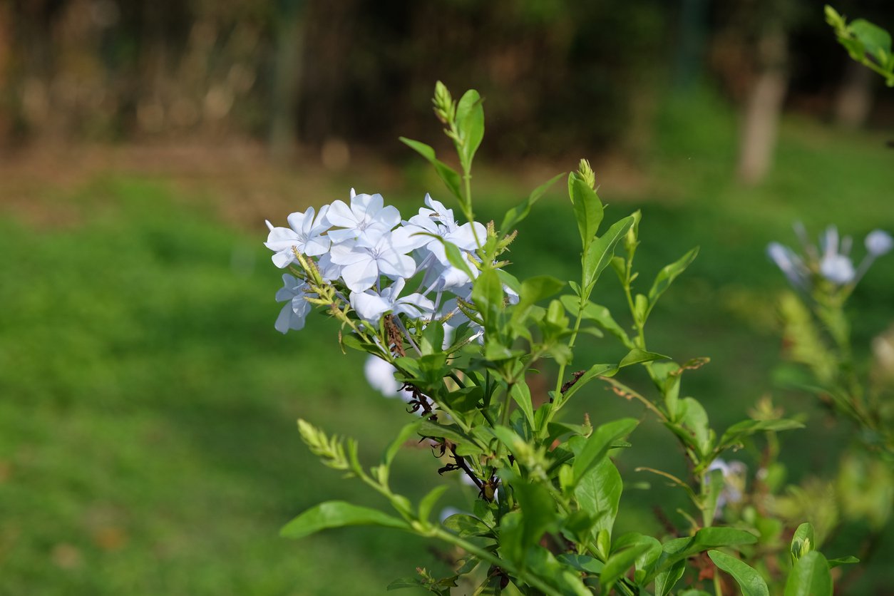 PRZETACZNIK rozesłany ALBA