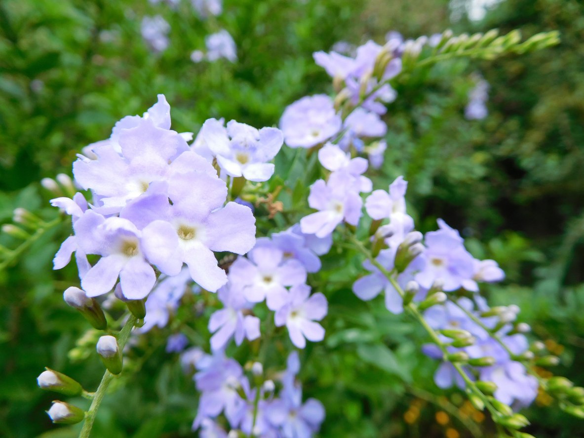 PRZETACZNIK rozesłany ALBA - 2