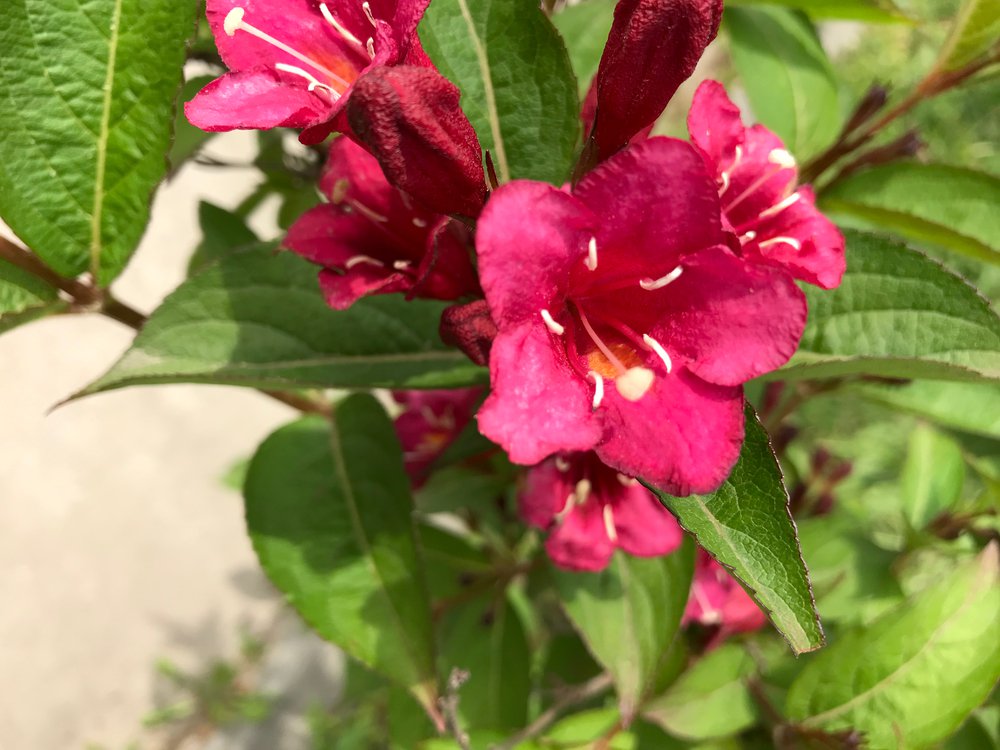 Krzewuszka ALL SUMMER RED - 2