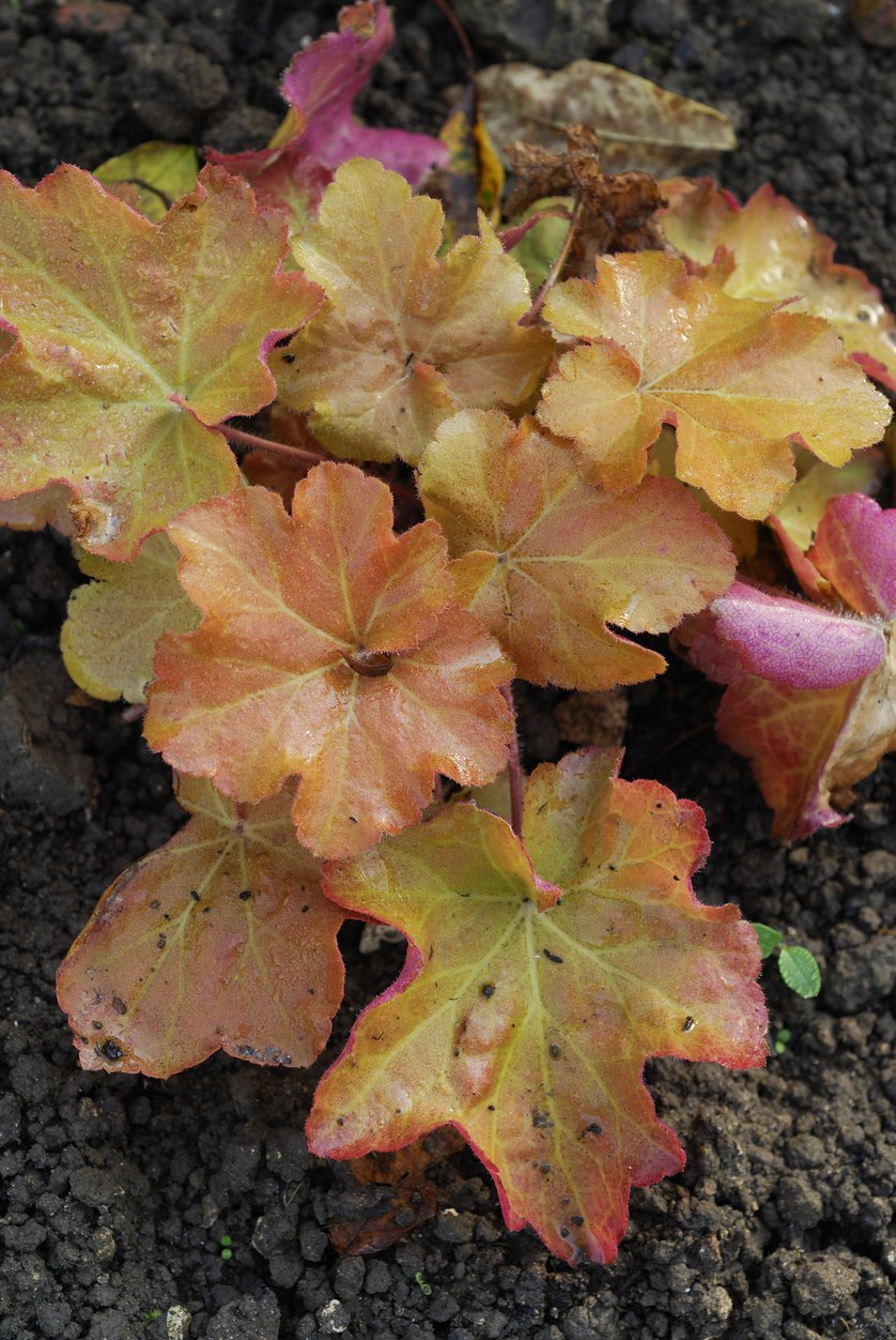 Żurawka CHAMPAGNE - 2