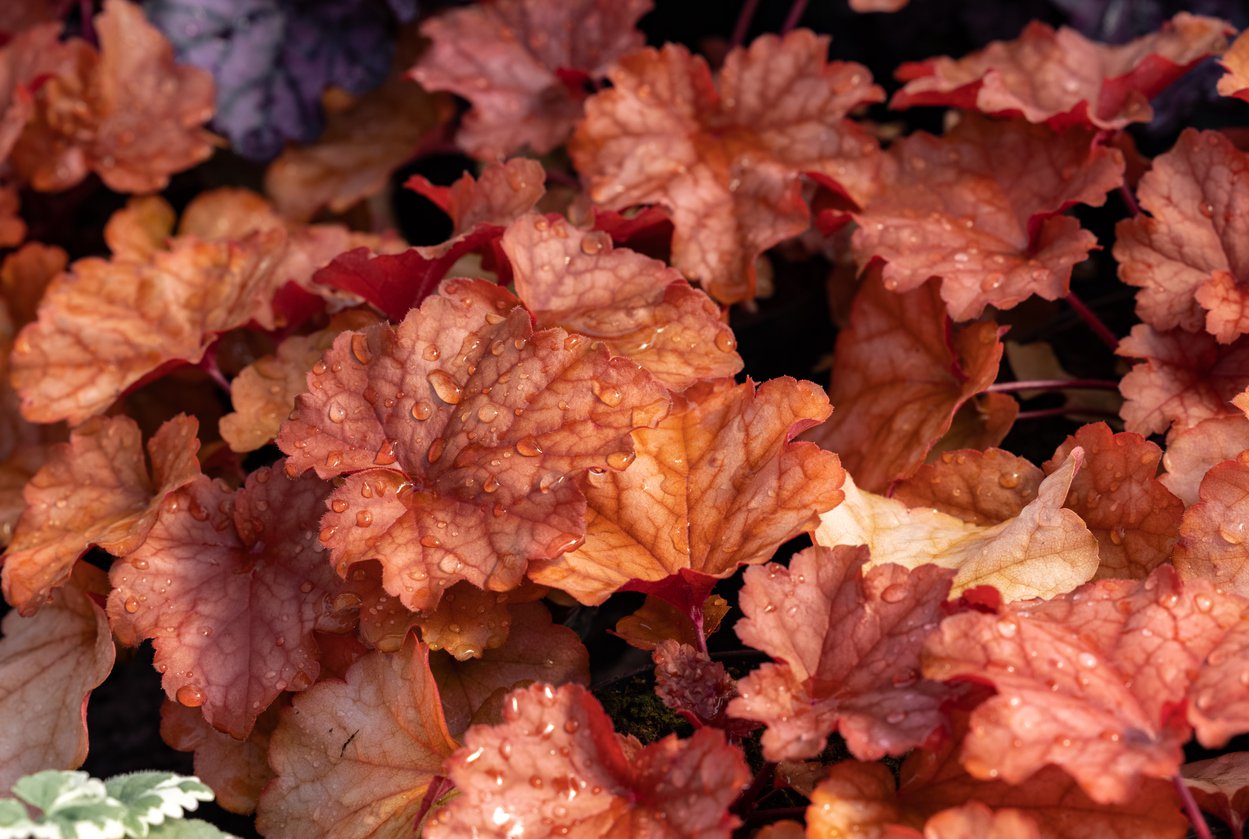 Żurawka CHAMPAGNE - 3