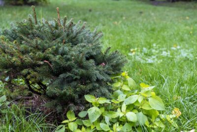 ŚWIERK serbski PEVE TIJN