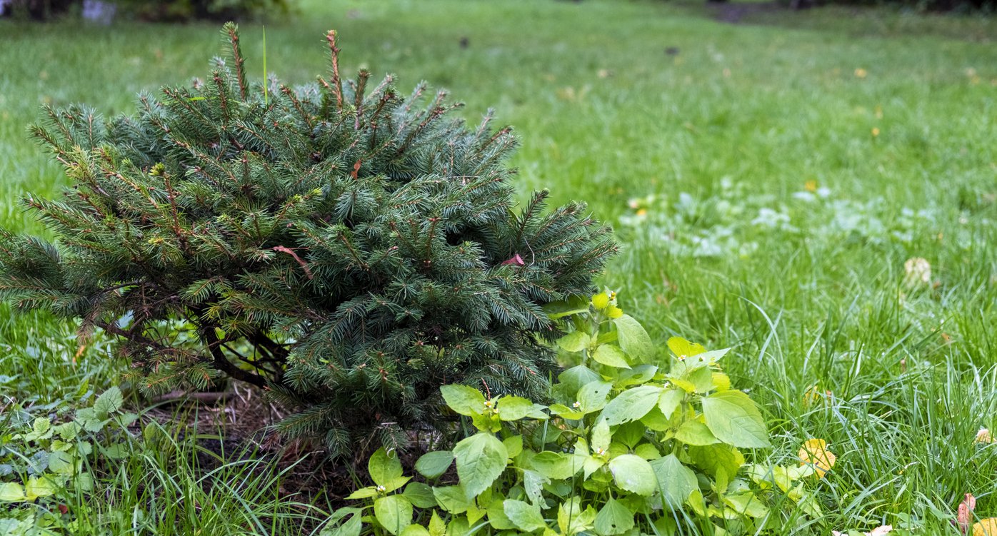 ŚWIERK serbski PEVE TIJN