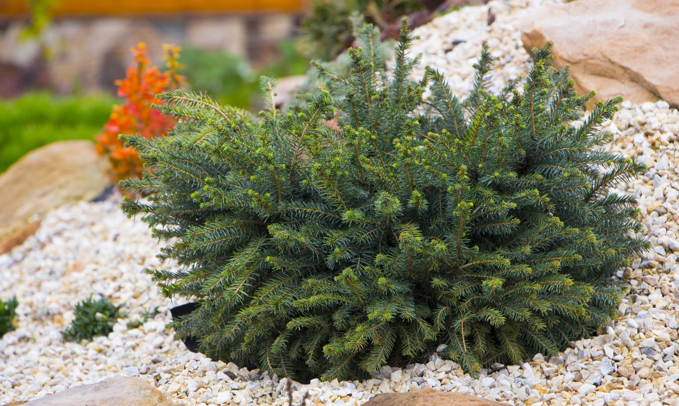 ŚWIERK serbski PEVE TIJN - 2