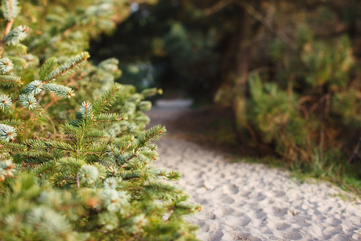 ŚWIERK serbski PEVE TIJN - 3