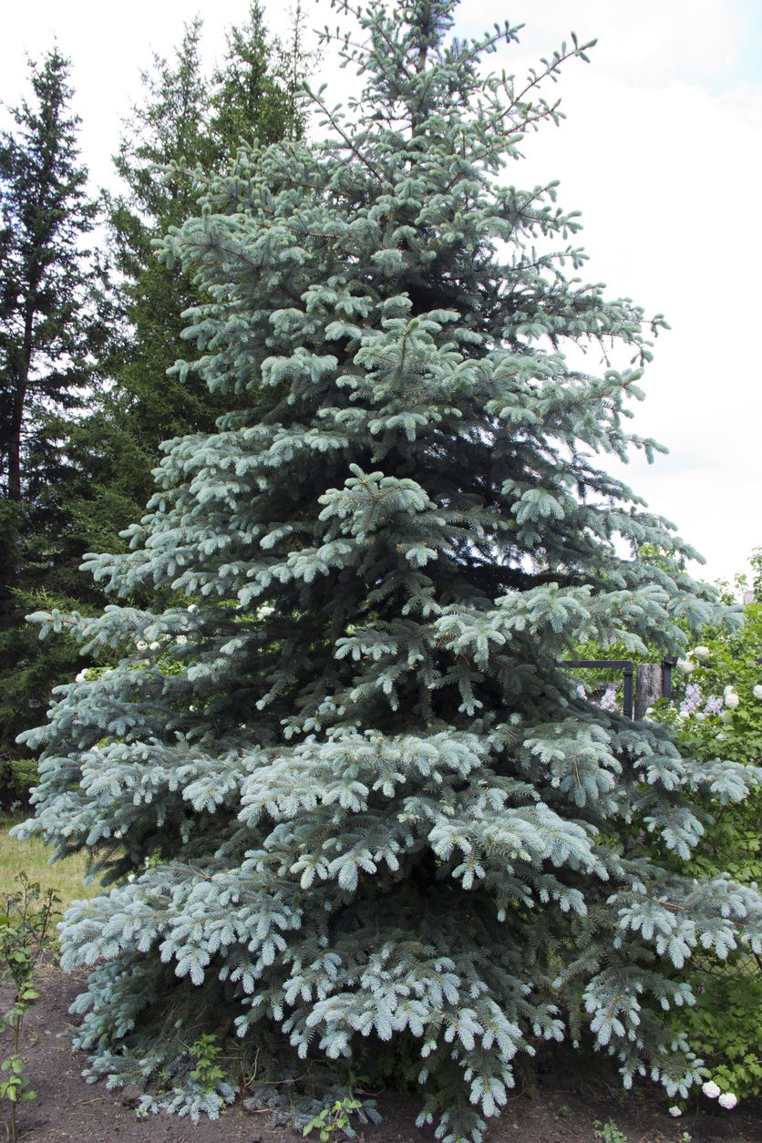 JODŁA kalifornijska VIOLACEA - 3