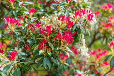 Pieris MOUNTAIN FIRE