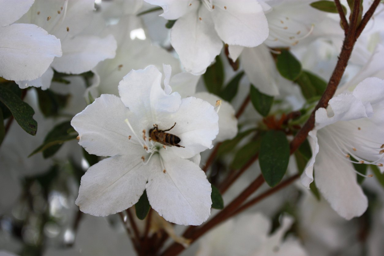 Azalia japońska GEISHA WHITE - 2