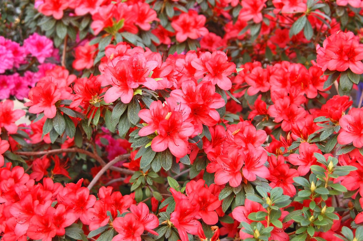 Azalia japońska HOT SHOT VARIEGATA - 3