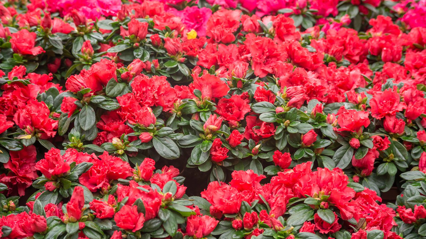 Azalia japońska HOT SHOT VARIEGATA - 2