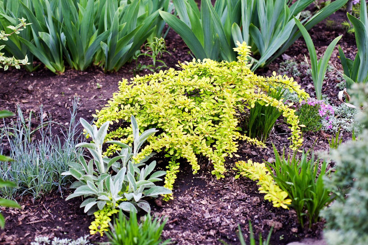 Berberys THUNBERGA GOLDEN CARPET - 2