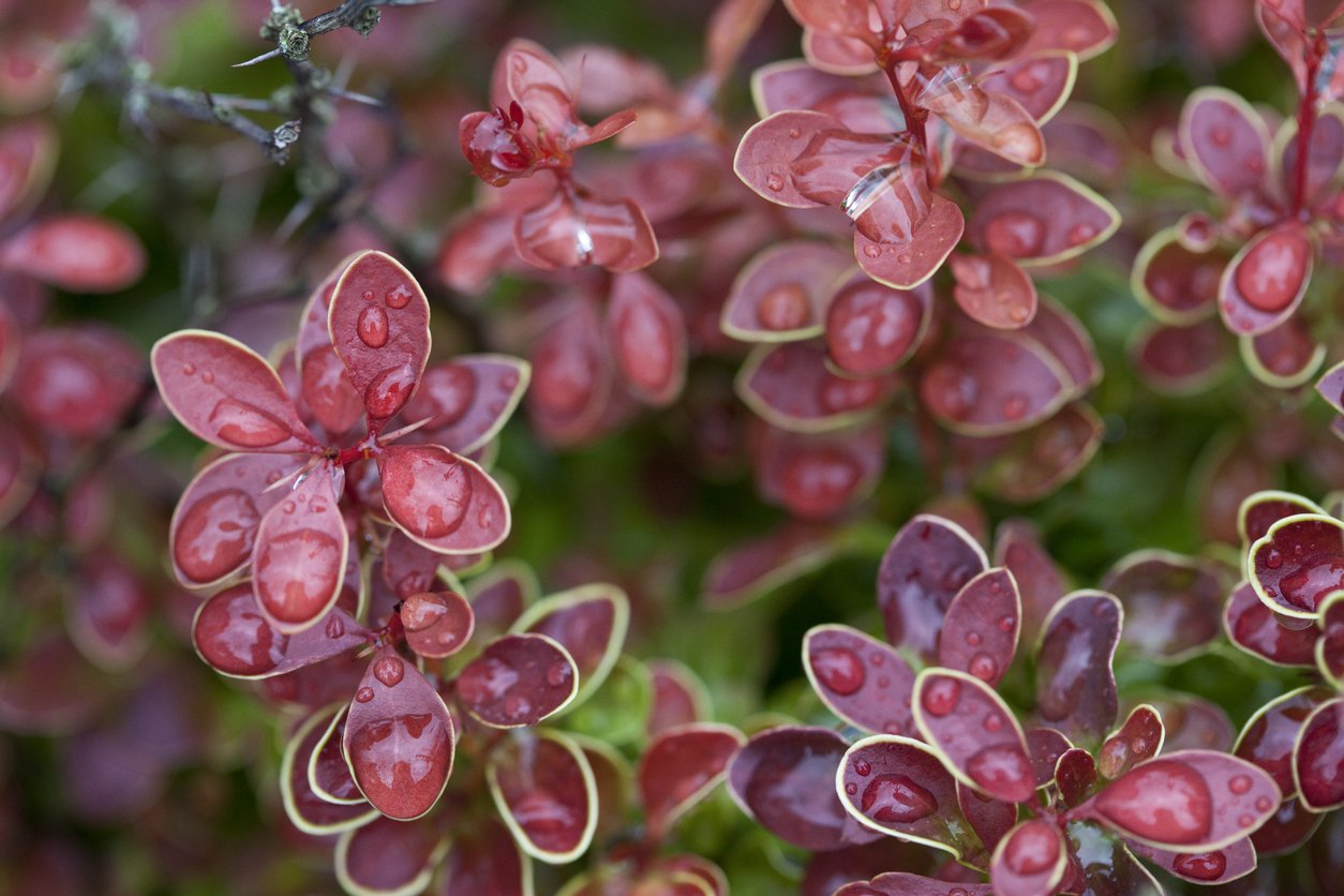 Berberys THUNBERGA GOLDEN RING NANA - 1