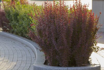 Berberys THUNBERGA RED PILLAR