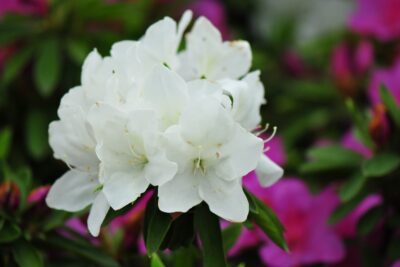 Azalia japońska PANDA