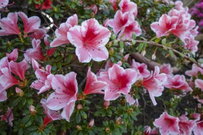 Azalia japońska KERMESINA DWA KOLORY