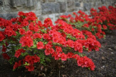 Azalia japońska HINO CRIMSON