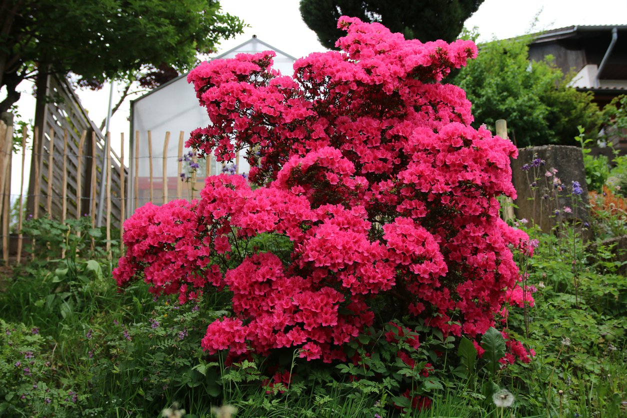 Azalia japońska HINO CRIMSON - 2