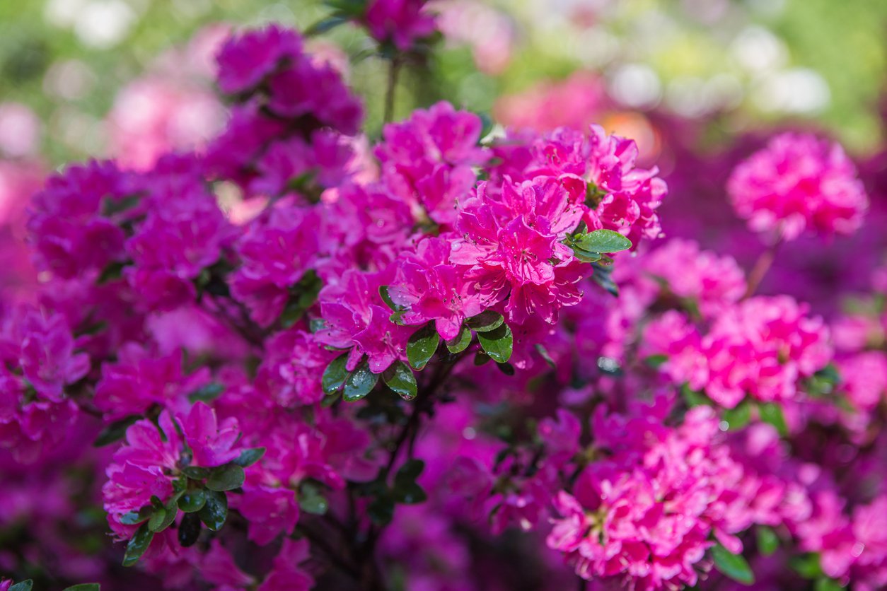 Azalia japońska GEISHA PURPLE - 3