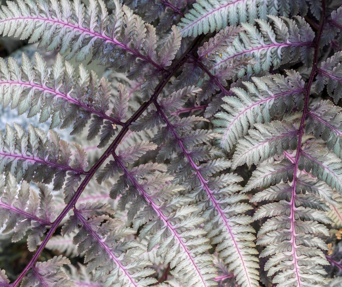 WIETLICA JAPOŃSKA SILVER FALLS - 3