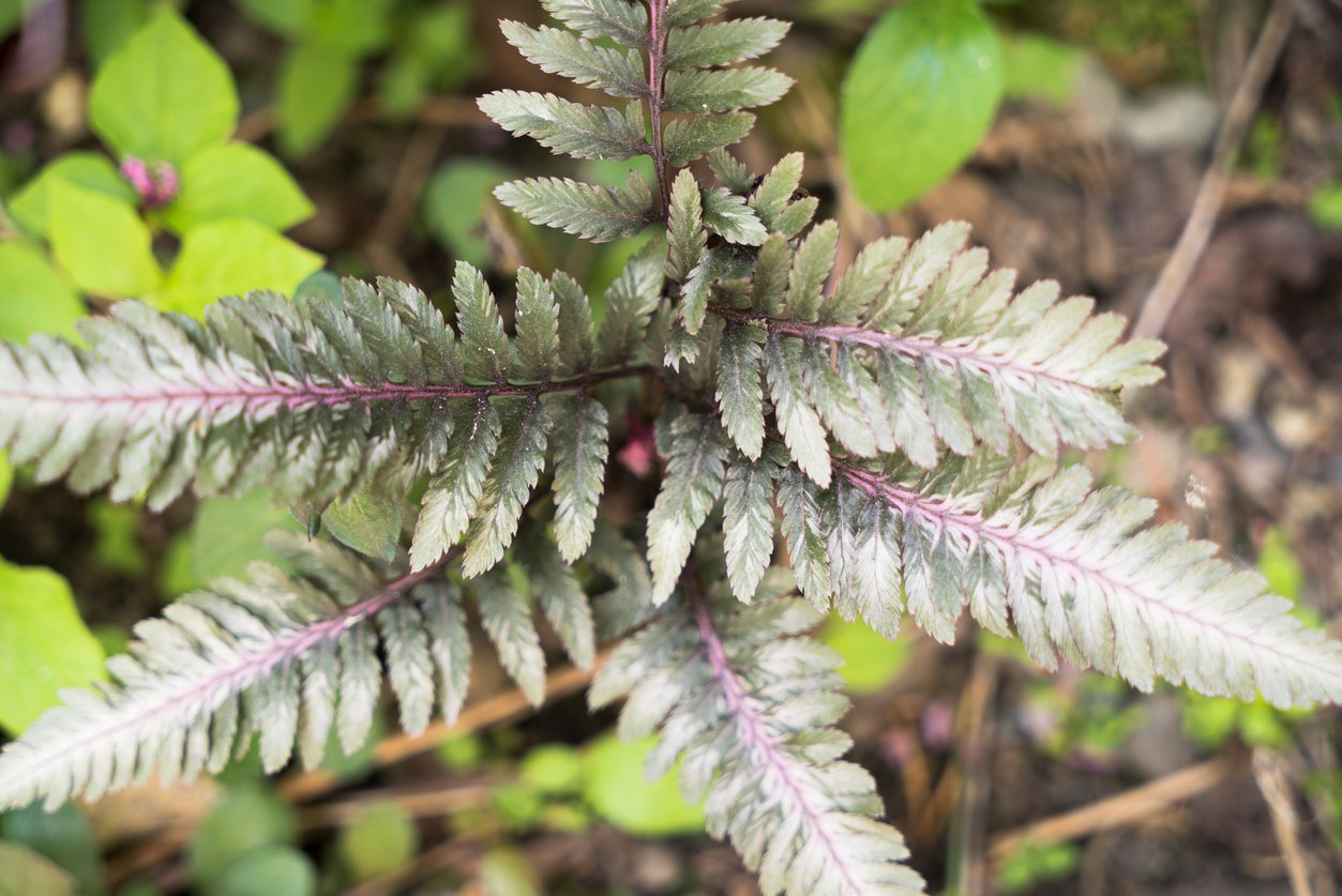 Wietlica japońska PEWTER LACE - 2