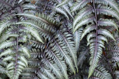 Wietlica japońska PEWTER LACE