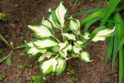 FUNKIA TEENY WEENY BIKINI
