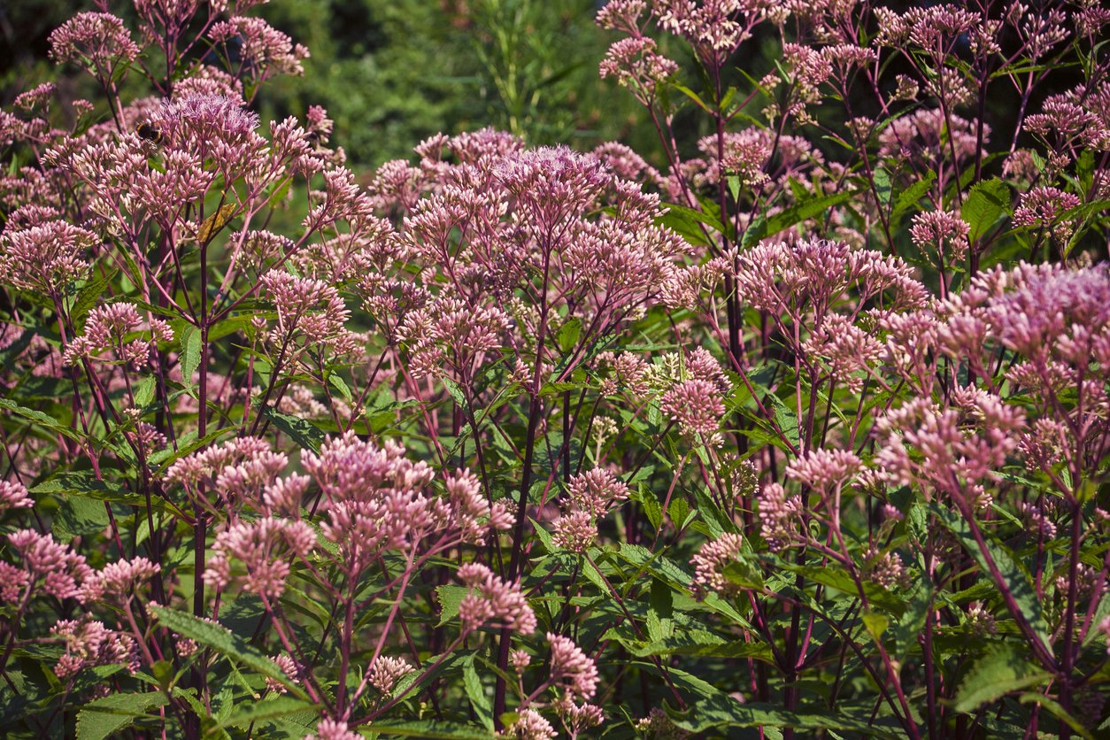 SADZIEC PLAMISTY CHOCOLATE - 3