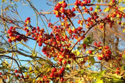 Dławisz OKRĄGŁOLISTNY