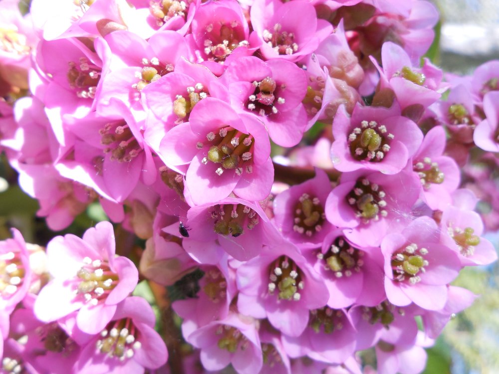 Bergenia SHOE SHINE ROSE - 2