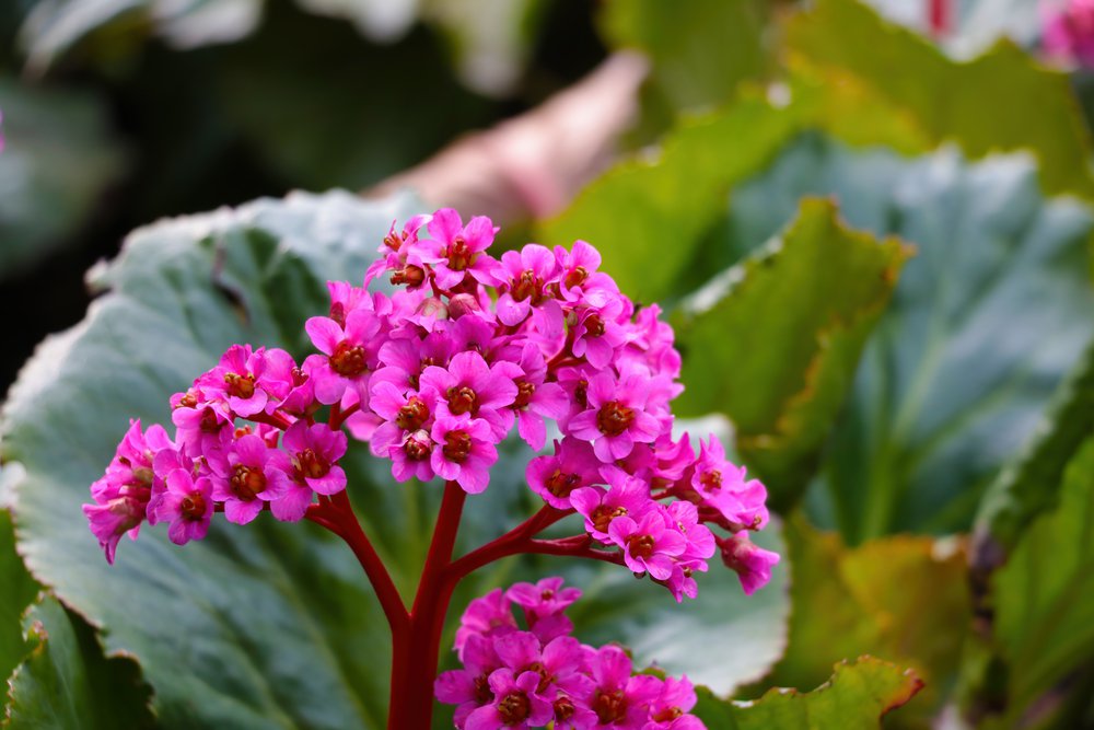 Bergenia SHOE SHINE ROSE