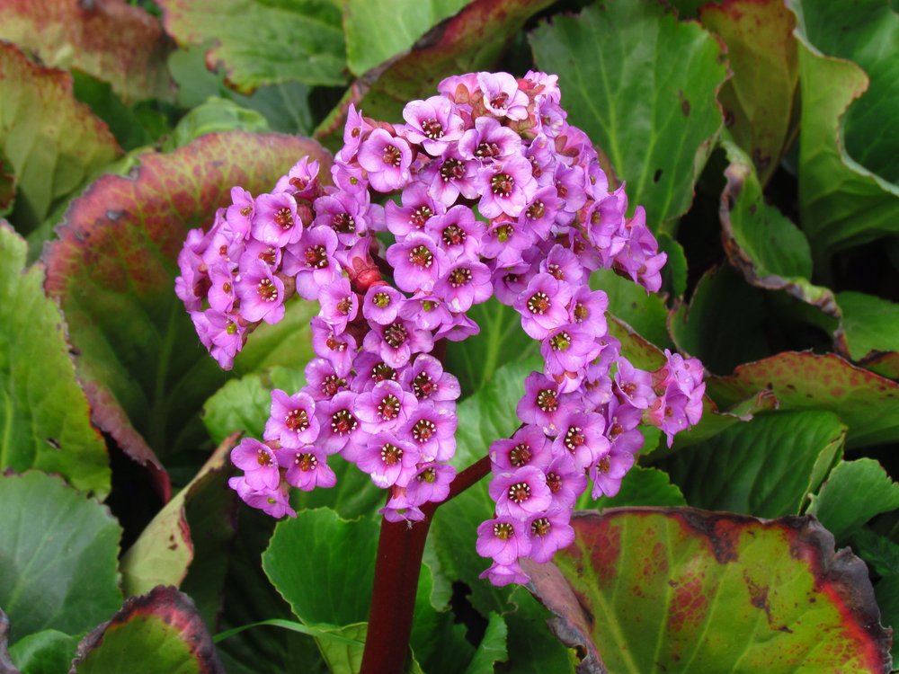 Bergenia SHOE SHINE ROSE - 3
