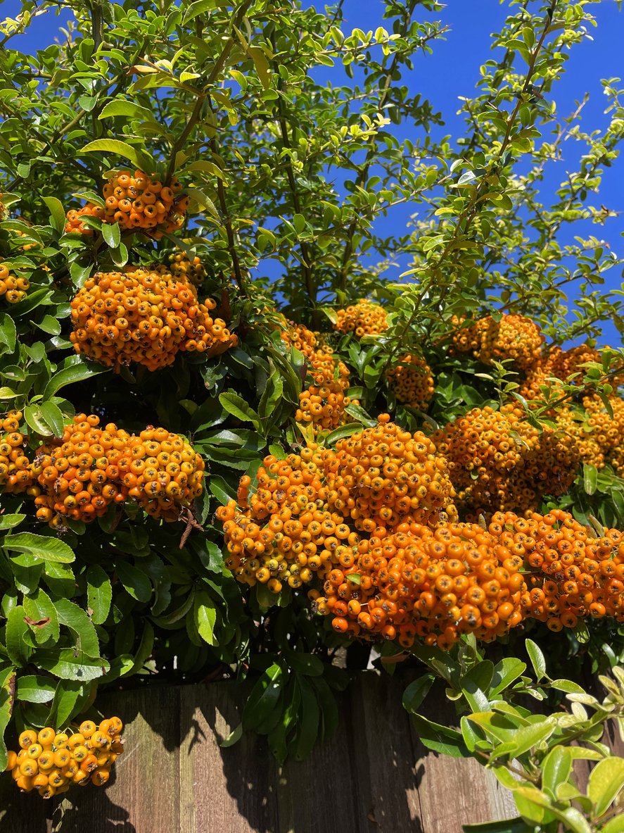 Ognik szkarłatny Teton - 2