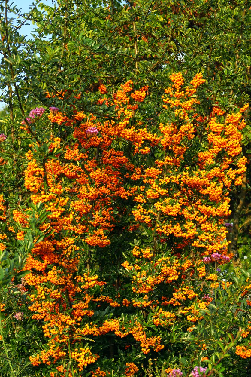 Ognik szkarłatny Teton - 3