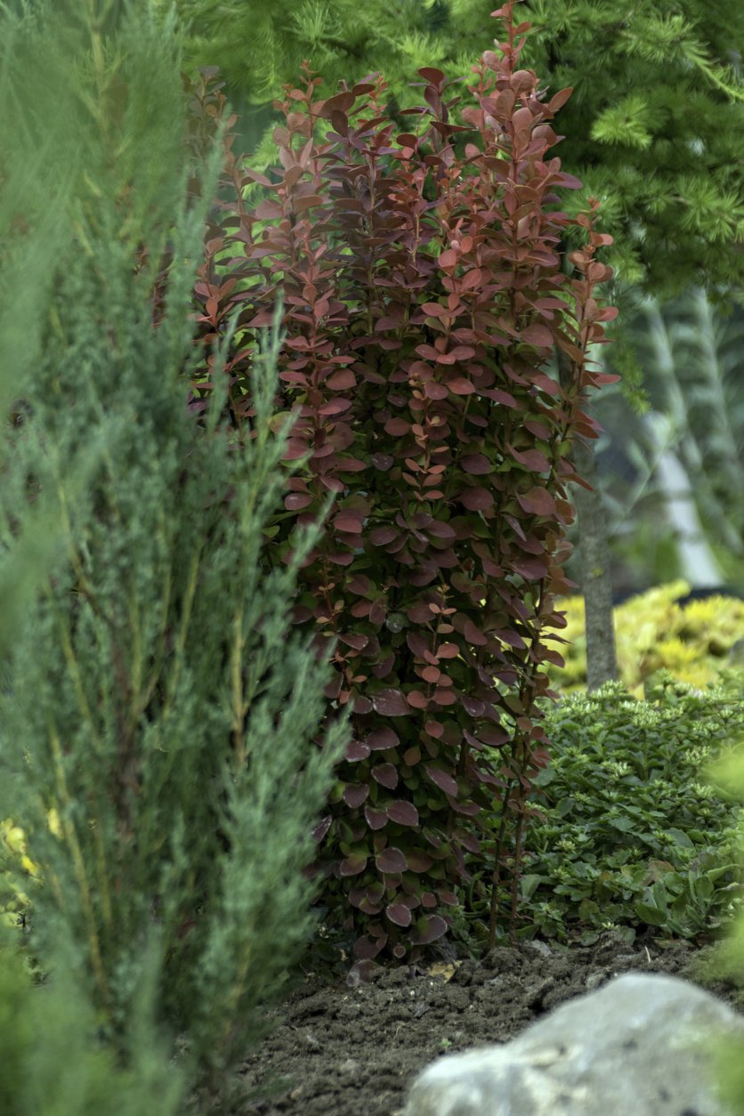 BERBERYS ORANGE DREAM - 2