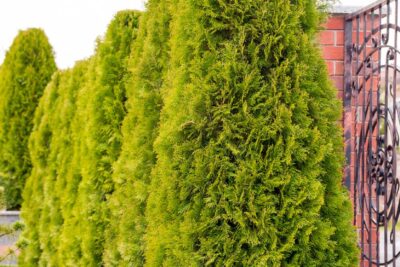 Tuja thuja GOLDEN BRABANT