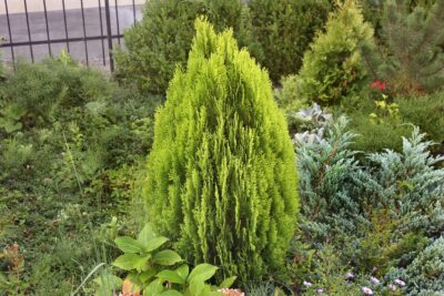 Tuja thuja AUREA NANA