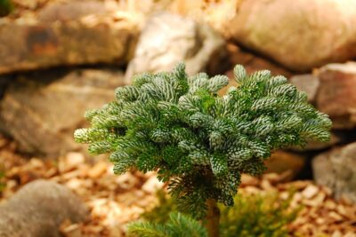 JODŁA KOREAŃSKA TUNDRA szczepiona