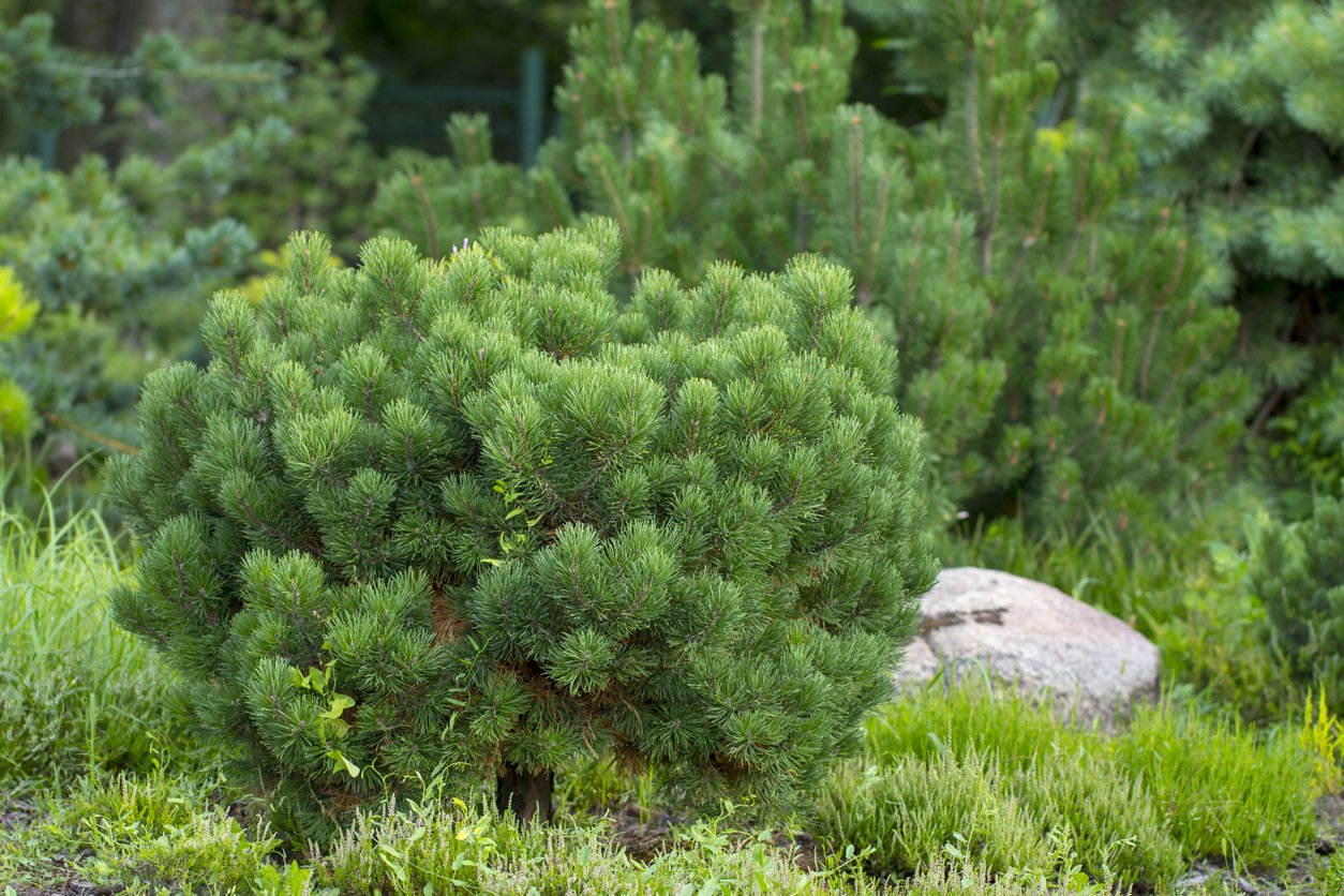 Sosna CZARNA GLOBOSA szczepiona - 2