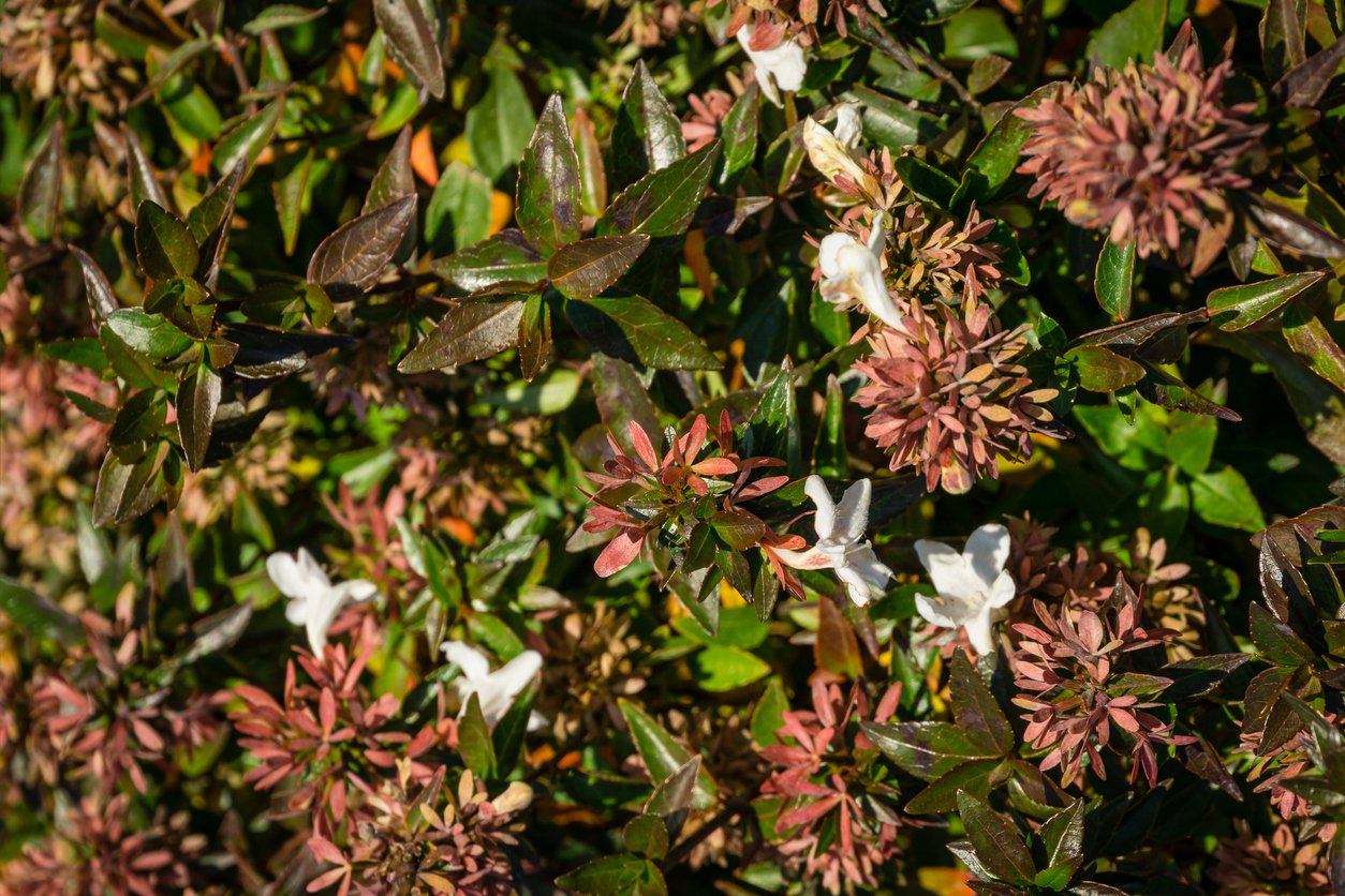 Abelia MOSAŃSKA - 2