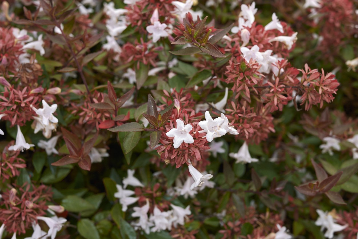 Abelia MOSAŃSKA - 3