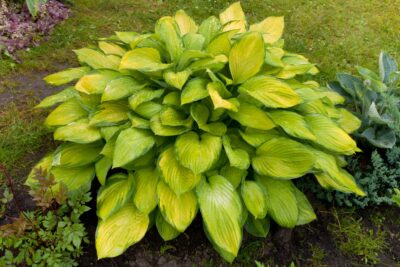 Funkia Hosta SUMMER SERENADE 15cm doniczka
