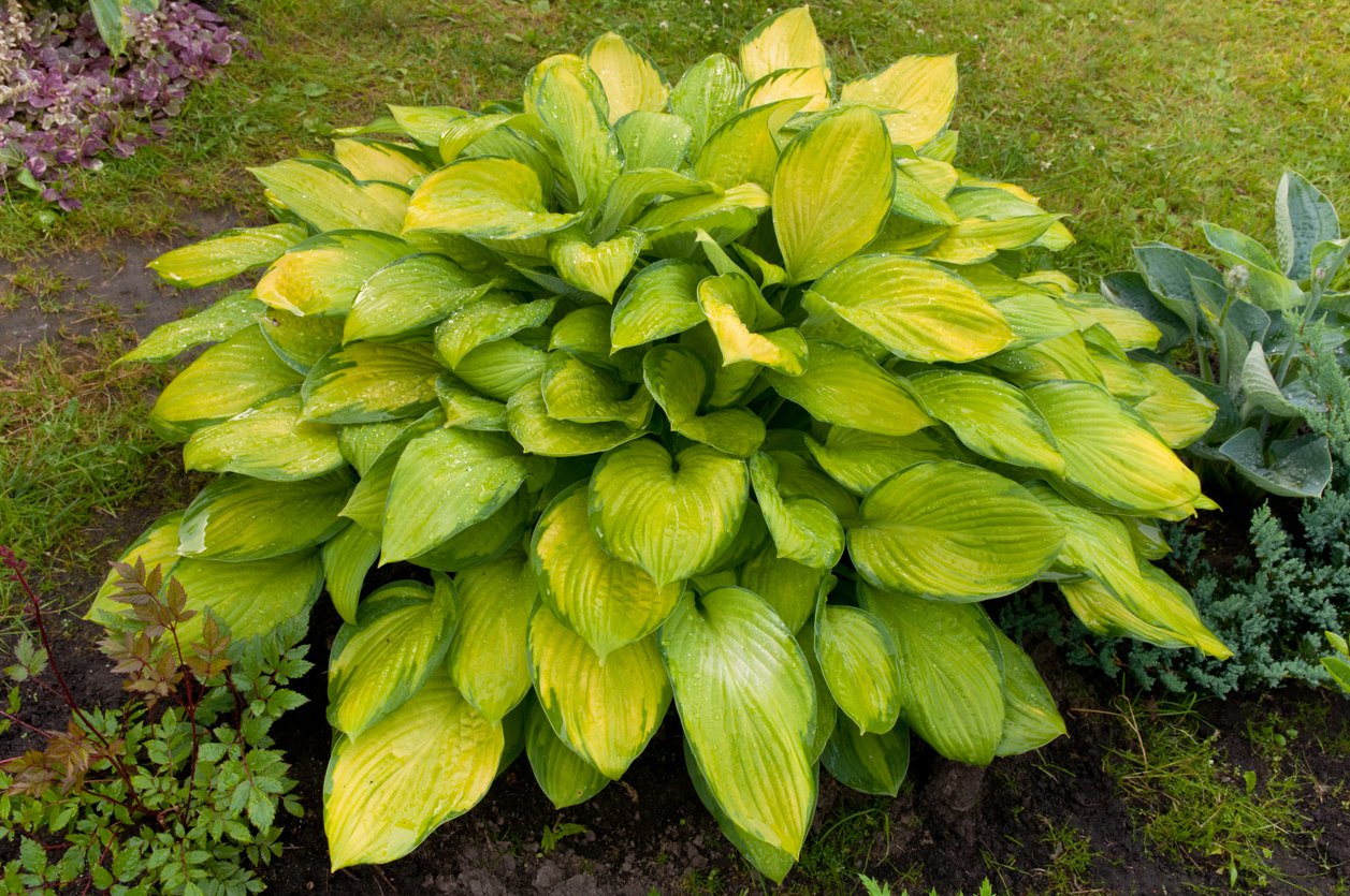 Funkia Hosta SUMMER SERENADE 15cm doniczka