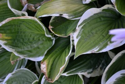 Funkia Hosta  LAKESIDE PREMIER 15cm doniczka