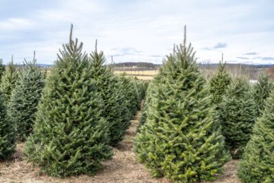 Jodła Frasera PYRAMIDALIS szczepiona