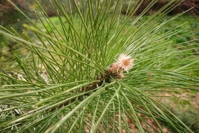 Sosna gęstokwiatowa OCULUS DRACONIS