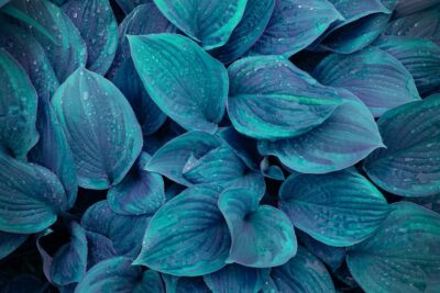 Funkia Hosta BLUE CADET