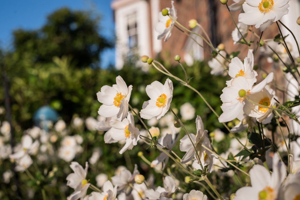 Zawilec mieszańcowy HONORINE JOBERT - 2